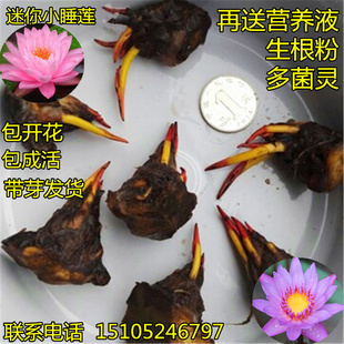 小碗莲种子水生水培植物荷花根块迷你小睡莲根根茎莲花水睡莲根块