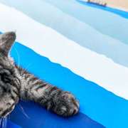 小佩夏季凝胶冰垫夏天散热睡垫降温地垫猫咪狗狗凉席垫子宠物用品
