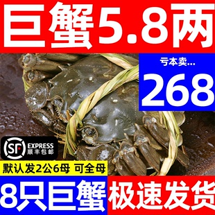 活蟹大闸蟹螃蟹鲜活特大公母海鲜水产红膏河蟹阳澄湖镇