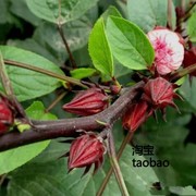 洛神花种子食神花种子，玫瑰茄阳台，花卉玫瑰花种子蔬菜籽容易种