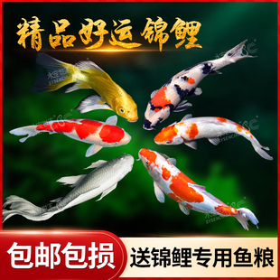冷水鱼淡水观赏鱼日本锦鲤蝴蝶鲤金鱼和金小型淡水好养红鲤鱼纯种