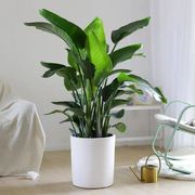 1.5-1.7x天堂鸟盆栽大型植物，客厅室内办公室绿植吸甲醛(共享)zb