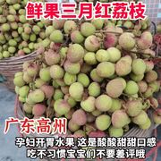 高州荔枝现摘酸甜三月红5斤广东高州特产孕妇水果荔枝