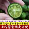 新鲜小青金桔小柠檬常年供应奶茶店1/3/5/9斤 小金桔柠檬