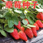 草莓种子四季种植奶油草莓，籽四季草莓籽，草莓种籽子水果花卉种孑