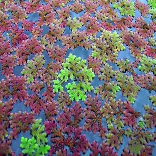 满江红珊瑚萍水培水生花卉，养龟养鱼虾缸，花卉微造景观植物浮萍净化