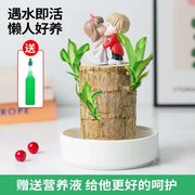 巴西木水养幸运木可开花植物办公桌面水培，绿植室内盆栽格鲁特树人