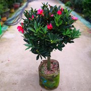 四季杜鹃红山茶花带花浓香型，盆栽室内外阳台庭院，观赏花卉绿植好养