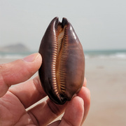 网红酒桶宝螺天然大海螺，贝壳鱼缸造景海星标本，收藏送礼孩子科普知