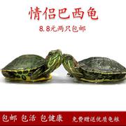 大巴西龟苗活物乌龟活体龟宠物龟长寿龟红耳情侣龟绿色小彩龟