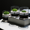 多肉植物玉露组合盆栽玻璃瓶办公桌懒人，植物室内防辐射电脑绿植