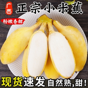 正宗广西小米蕉10香蕉新鲜水果，整箱斤当季小香蕉，粉蕉自然熟苹果蕉