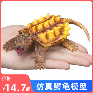 仿真野生动物模型鳄龟玩具实心淡水龟儿童科教认知礼物摆件礼物