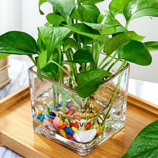 水培器皿方缸玻璃花盆水养植物瓶透明花器绿萝白掌花瓶正方形鱼缸