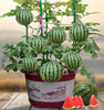 盆栽小西瓜种籽8424拇指西瓜，麒麟阳台水果种孑高产四季播番茄种子