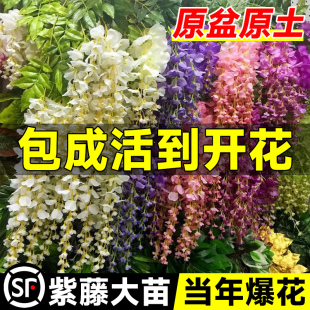 四季紫藤花苗爬藤植物紫藤萝树苗藤条庭院爬墙老桩四季开花卉盆栽