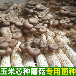 玉米芯平菇菌种蘑菇菌包菌种人工蘑菇，种植包蘑菇(包蘑菇，)菌种平菇种植菌包