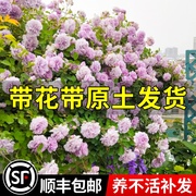 蓝色阴雨浓香藤本月季花苗阳台，爬藤玫瑰四季多花蔷薇盆栽蓝紫色