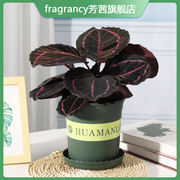 红美丽竹芋盆栽办公室植物绿植室内好养植物四季常绿