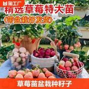 草莓苗四季结果盆栽种籽子带土奶油，可食用阳台种植新秧多年生春天