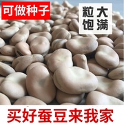 云南干蚕豆3斤装新货可发芽散装小袋批 发胡豆五谷杂粮蚕豆种子