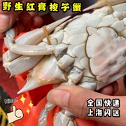 上海闪送红膏蟹活蟹鲜活梭子蟹，舟山海鲜水产大螃蟹海蟹全母蟹500g