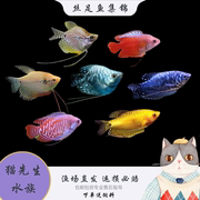 曼龙球鱼蓝星鱼丽丽鱼，黄金马甲珍珠马甲，球蓝不打氧好养热带观赏鱼