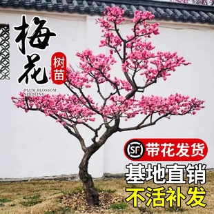 梅花树苗庭院盆栽室外耐寒冬梅红梅腊梅，地栽开花盆景四季花卉植物