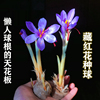 正宗藏红花种球番红花，花籽种子苗花花卉，药用盆栽球根花卉秋冬耐寒