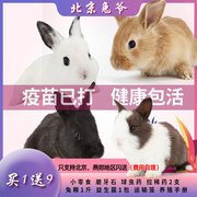 迷你小兔子双血宠物兔茶杯兔侏儒兔安哥拉垂耳兔小白兔活体长不大