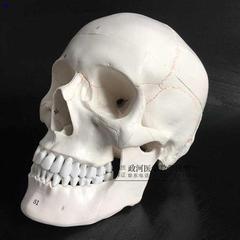 医学人体头骨模型仿真头颅骨模型神经科模型头骨功能分区1 1c