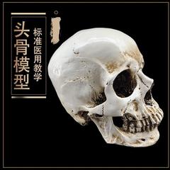 树脂骷髅头绘画人头骨艺用人体肌肉骨骼解剖头骨模型美术现1 1v