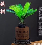 铁树盆栽植物室内好养花卉，盆栽桌面迷你小植物，茶桌禅意苏铁小盆景