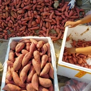 连州高山新鲜超甜一点红西瓜红农家有机种植红薯香甜软糯烤地瓜
