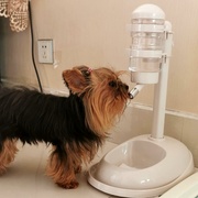 宠物不湿嘴狗狗饮水机自动挂式比熊喝水器喂水器立式水壶猫咪用品
