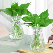水培植物绿箩室内吊兰盆栽花卉绿植，绿萝水养含花瓶吸甲醛净化空气