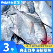 舟山鲳鱼新鲜海捕小白鲳鱼银，鲳鱼鳊鱼平鱼，深海鱼新鲜海鲜水产冷冻