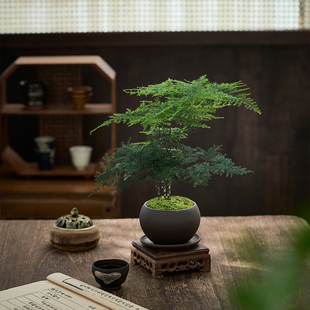文竹盆栽植物室内客厅，中式禅意小盆景好养绿植，办公室摆件创意花卉