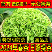 日照绿茶2024新茶特级山东散装无公害板栗，香春茶豆香茶叶棚茶500g