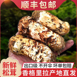 松茸新鲜野生菌云南特产5-7-9cm香格里拉雪山松茸，菇500克出口级