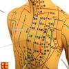 中医针灸穴位人体模型超清晰十二b经络小皮，人人体针灸模型男女模