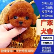 广州犬舍泰迪幼犬纯种犬幼犬活体宠物狗狗茶杯体贵宾幼犬小狗