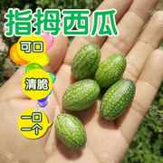 拇指西瓜种子+盆+土，+生根粉直接吃有机拇指迷你西瓜种子蔬菜种子
