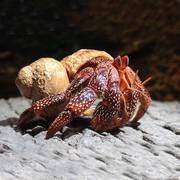 寄居蟹宠物迷你蟹观赏蟹t淡水蟹活蟹网红水中小宠物可爱小螃蟹家