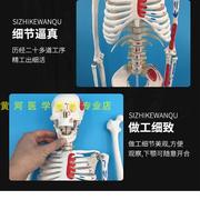 85cm人体骨骼模型附肌肉着色人体骨架模型肌肉起止点小白骷髅标本