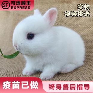 小型侏儒兔子活物长不大迷你兔儿童，好养宿舍宠物，兔荷兰垂耳兔活体