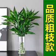 粗枝款富贵竹水培植物，花卉绿植室内盆栽，绿萝箩水养观音竹带根