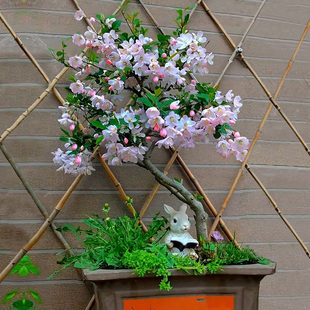 四季海棠花盆栽垂丝海棠树苗盆景老桩阳台庭院好养室内花卉绿植物