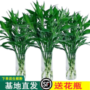 富贵竹水培植物客厅招发财竹子节节高绿萝绿植盆栽花卉植物室内花
