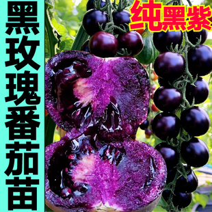 山东寿光对版纯黑紫色黑玫瑰，番茄苗秧苗四季盆栽黑珍珠圣女果种子